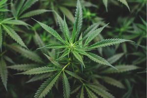 CBG and CBG-A: exploring the therapeutic potential of cannabis’ “Mother Cannabinoids”