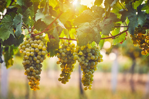 Chardonnay grape marc study reveals low-bitterness sensory profile for functional formulators