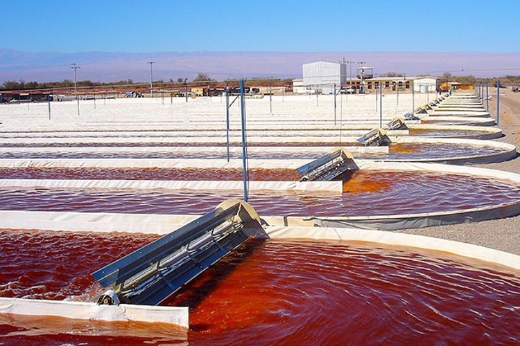 Chilean astaxanthin producer chooses Lus as European distributor