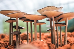 Chinova enlists Intertek to prepare for GRAS ruling on mushroom fibre ingredient