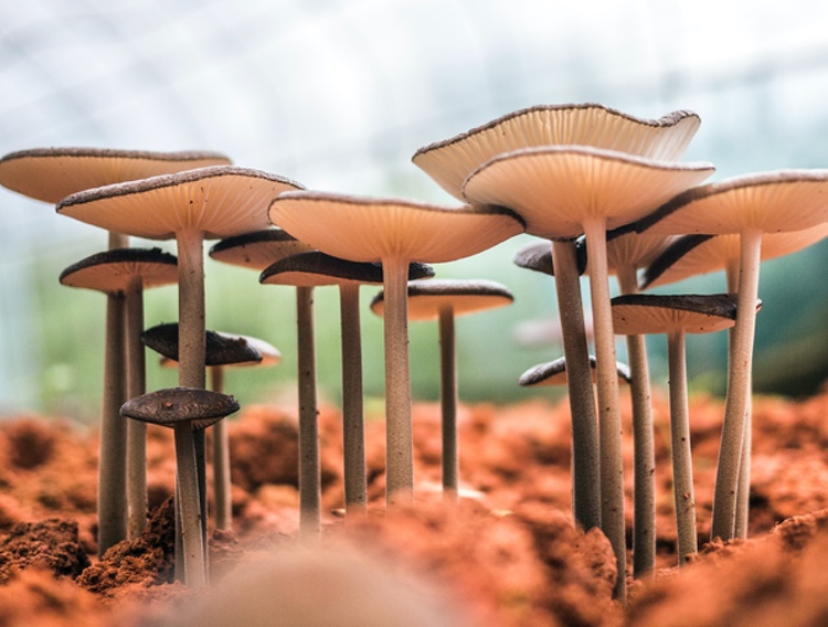 Chinova enlists Intertek to prepare for GRAS ruling on mushroom fibre ingredient