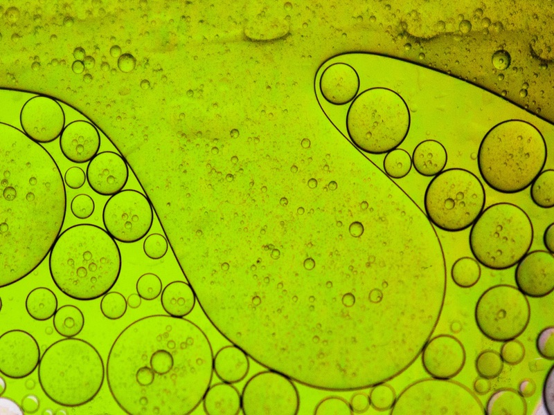 CHITOSE makes $7m partnership with Shiseido to work on circular manufacturing of microalgae