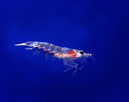 Clinical evidence for the use of krill oil in the treatment and prevention of cardiovascular disease 