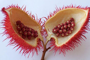 Clinical study confirms cardiovascular benefits of annatto tocotrienols 