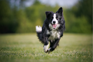 Clinical trial finds enzyme blend eases joint pain in 92% of dogs