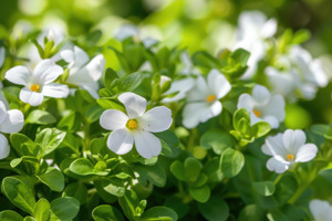 Clinical trial finds Samriddh's B-Lit Bacopa cuts stress and boosts sleep quality within weeks