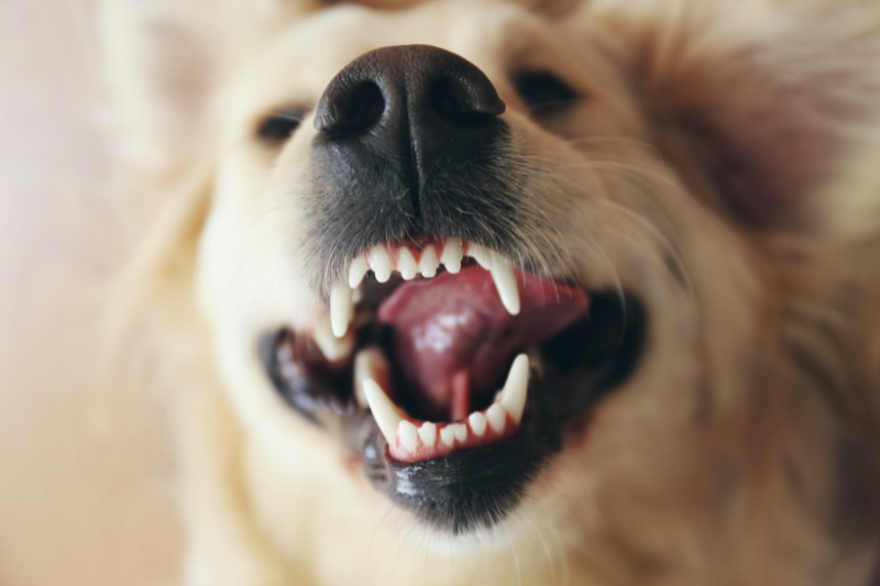 Clinical trial shows Specialty Enzymes & Probiotics' Bactase Pet PB reduces plaque and gingivitis in dogs by up to 67%