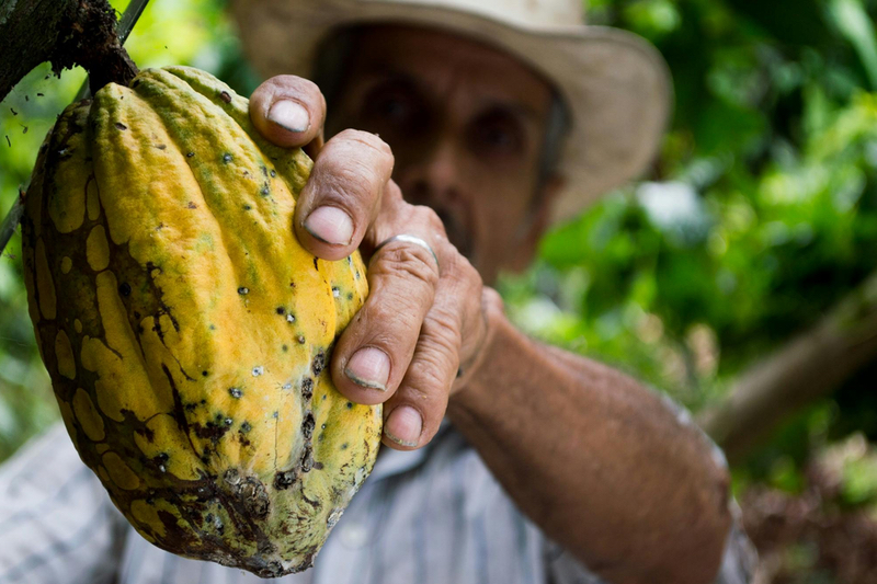 Cocoa flavanols can protect heart health in stressful periods, study reveals