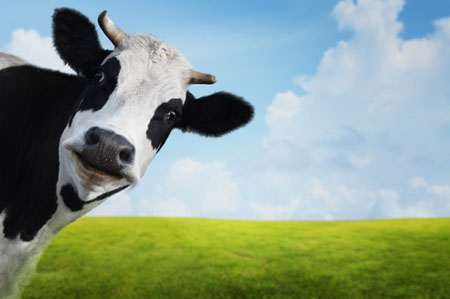 Colostrum: normalising the immune response