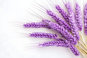 Colourful wheat, healthier grains: new genes and nutrients uncovered