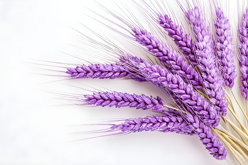 Colourful wheat, healthier grains: new genes and nutrients uncovered