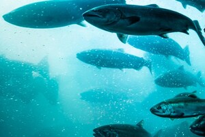 Corbion fermented algae ingredient helps fish farm reach expansion goals