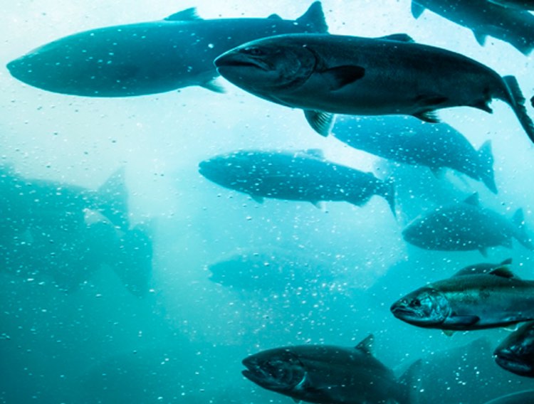 Corbion fermented algae ingredient helps fish farm reach expansion goals