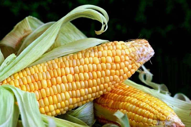 Corn flour for cholesterol: how a simple dietary change can boost metabolic health