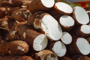 Cornell receives $35 m to support cassava development in Africa
