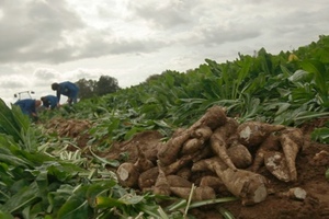 Cosucra petitions FDA over dietary fibre labelling regulation