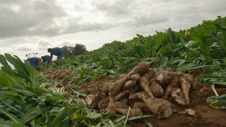 Cosucra petitions FDA over dietary fibre labelling regulation