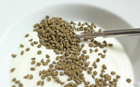 Crunch time for Chlorella
