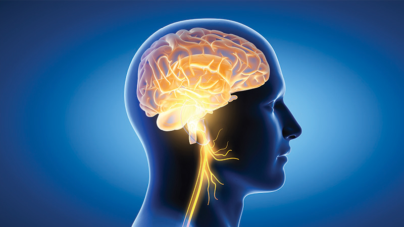 Curcumin’s cognitive health benefit validated in breakthrough research