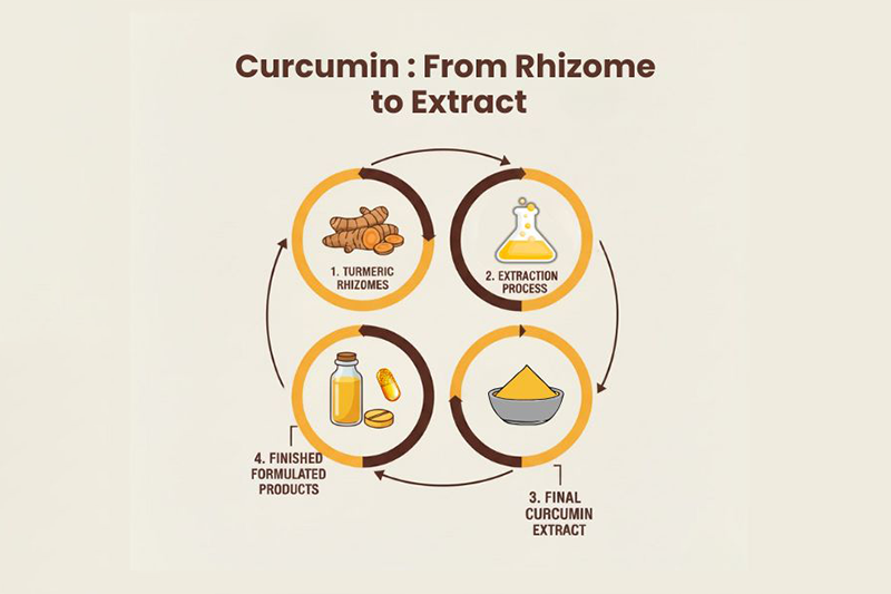 Curcuvail® — from golden fields to global formulations