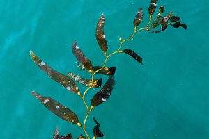 Cyanotech joins forces with Symbrosia to grow its strain of seaweed