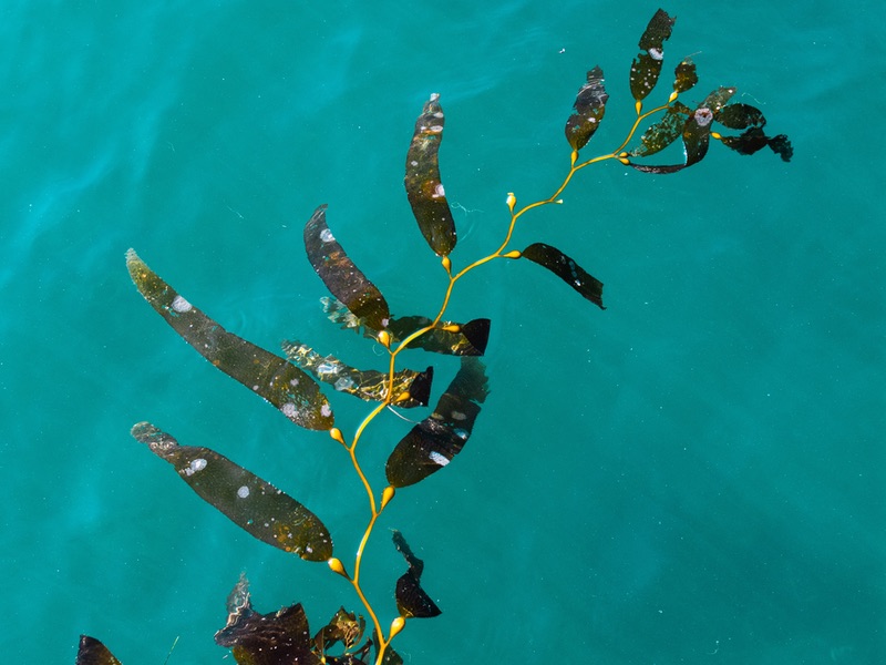 Cyanotech joins forces with Symbrosia to grow its strain of seaweed