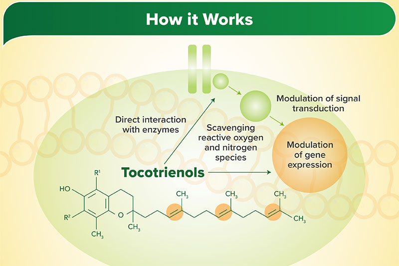 DavosLife E3 Tocotrienols: Boost vitality at every age