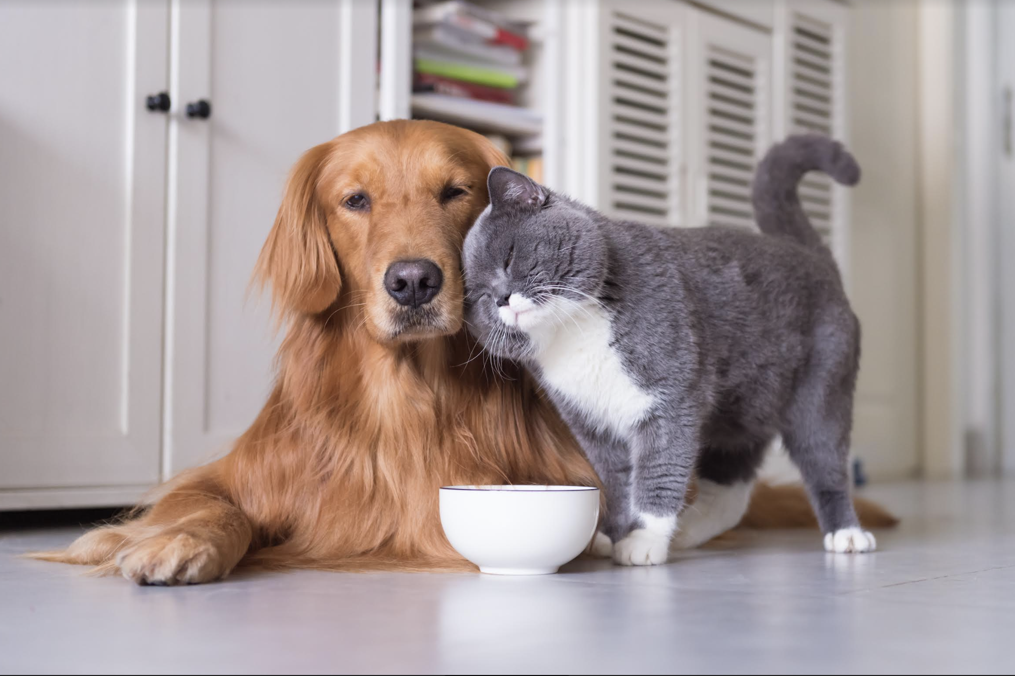Demand for quality, nutritional and healthy pet food remains high despite inflation