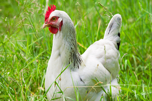 Diana Food launches poultry products for food manufacturers