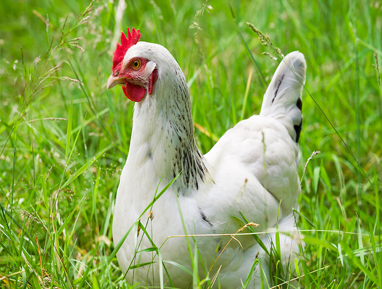 Diana Food launches poultry products for food manufacturers