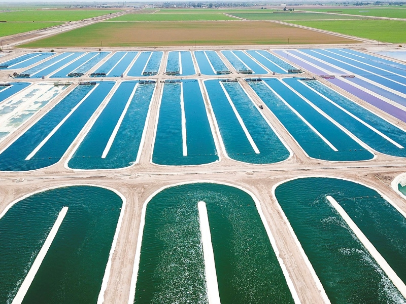 DIC invests US$9m in mass algae cultivation facilities