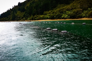 Dolcas obtains certification for green lipped mussel extract