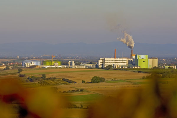 Don’t overlook the strong link between sugar replacement and sustainability, says BENEO 