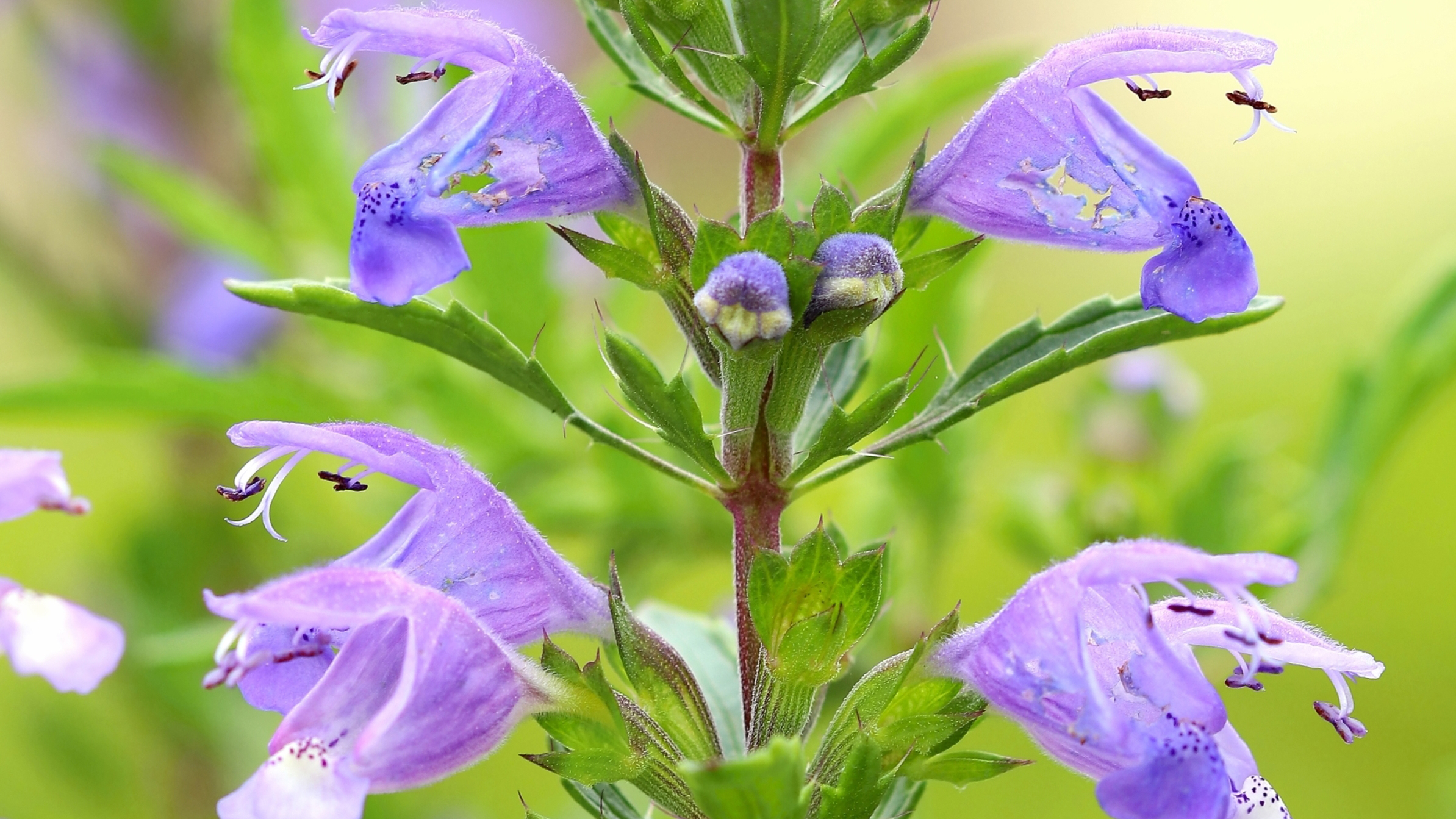 DracoBelle Nu boosts collagen production