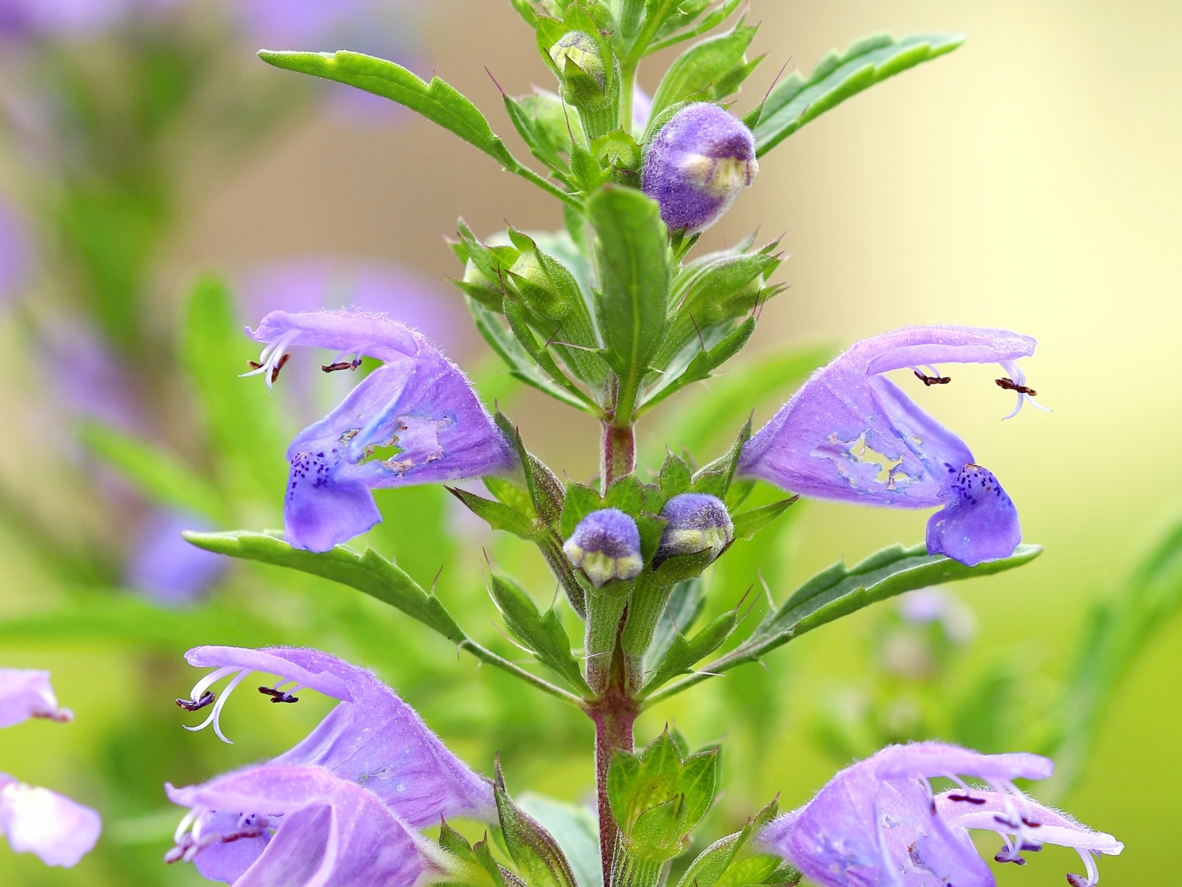 DracoBelle Nu regulates skin aging through a rejuvenation mechanism