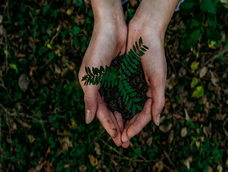 DSM announces food system commitments for 2030