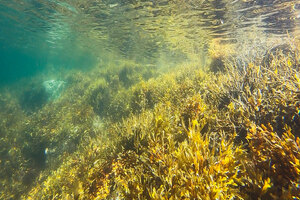 DSM expands algal omega-3 range
