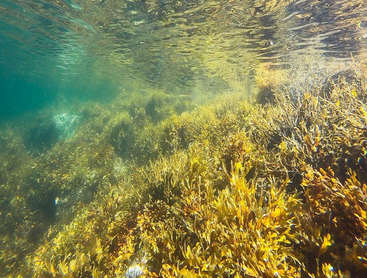 DSM expands algal omega-3 range
