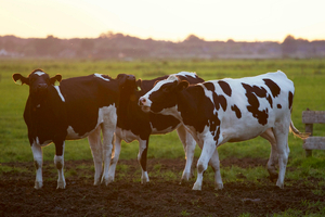 dsm-firmenich to sell €1.5bn Feed Enzymes Alliance stake to Novonesis