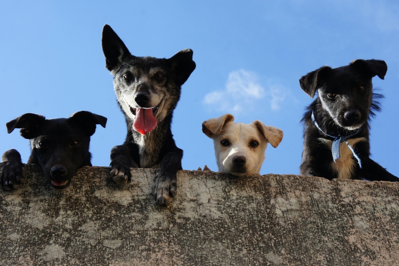 dsm-firmenich to separate out Animal Nutrition & Health business from the Group