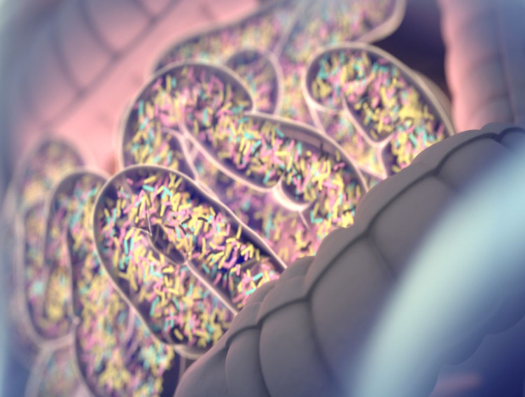 DSM receives NDI status for probiotic strains