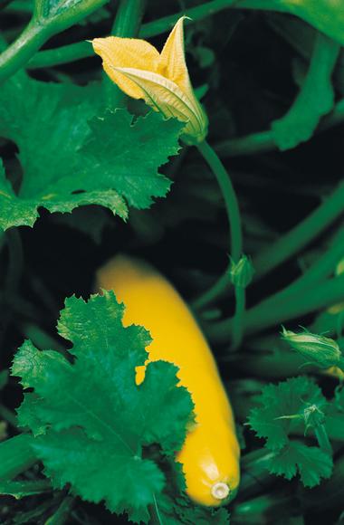 DSM’s new vitamin A promises GMO and allergen-free performance