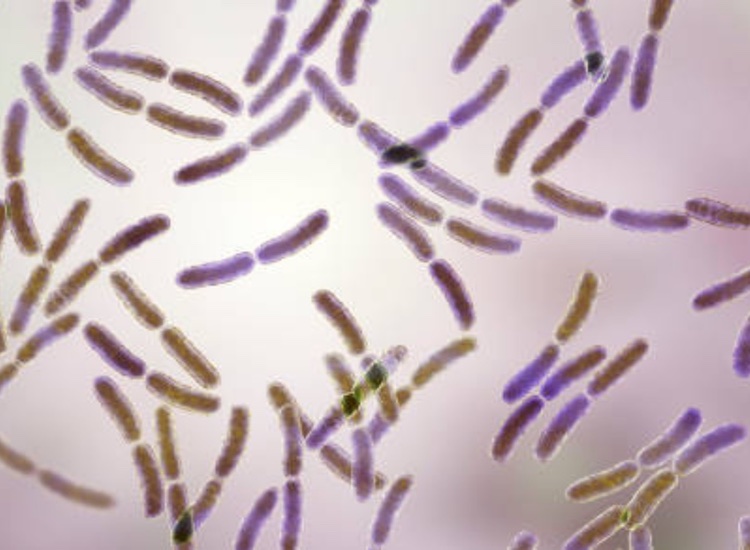 DuPont scientists release updated lactic acid bacteria handbook