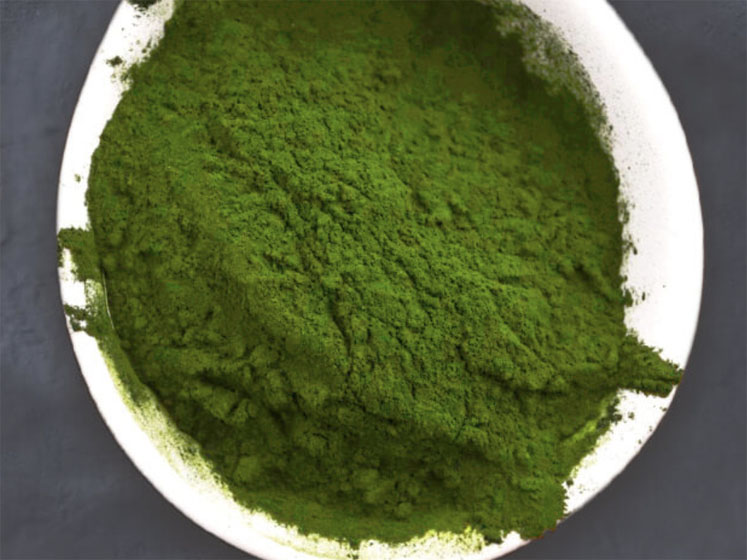 Dutch microalgae producer Duplaco will expand production 20-fold in a new location
