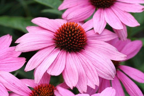 Echinacea for respiratory tract infections: a review