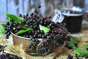 Eevia Health prepares to increase elderberry extract production