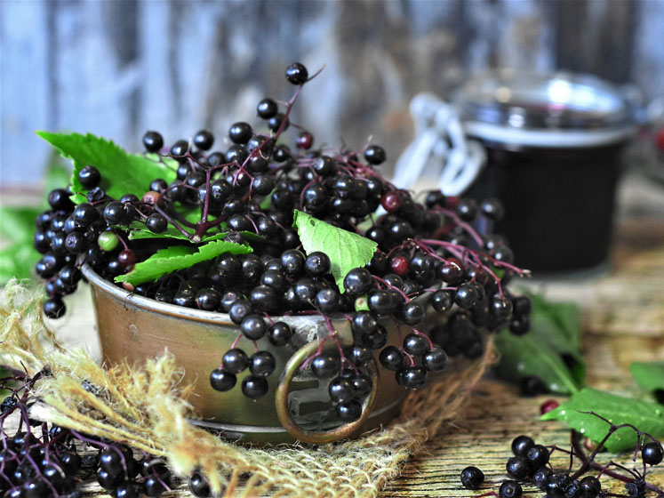 Eevia Health prepares to increase elderberry extract production