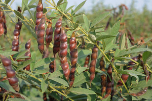 Embracing pulses for food security and a sustainable future