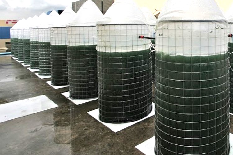 EnerGaia raises $3.6m for expanding Spirulina production in  Thailand