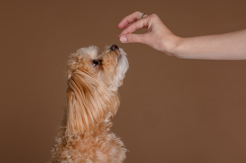 Enifer and Rovio Pet Foods team up to launch functional dog treat with PEKILO mycoprotein